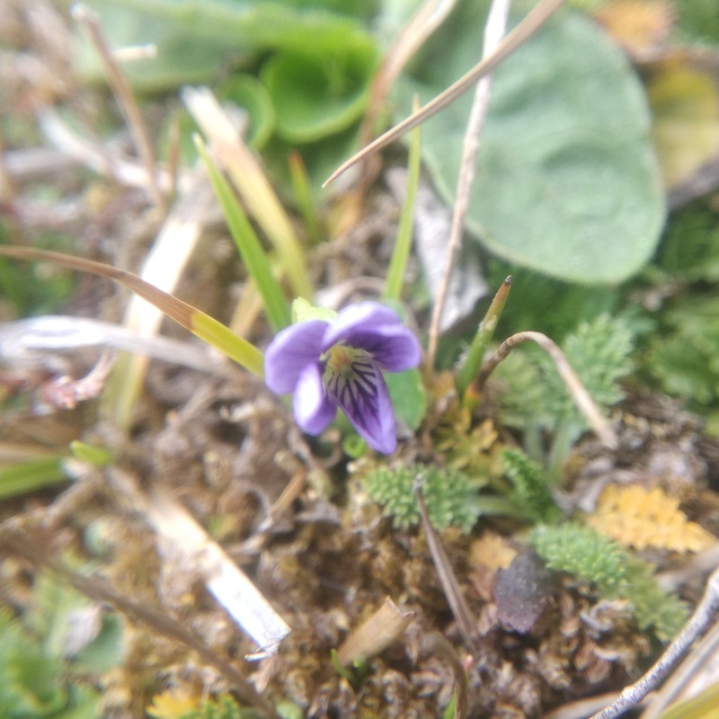 Viola beamanii photo 2