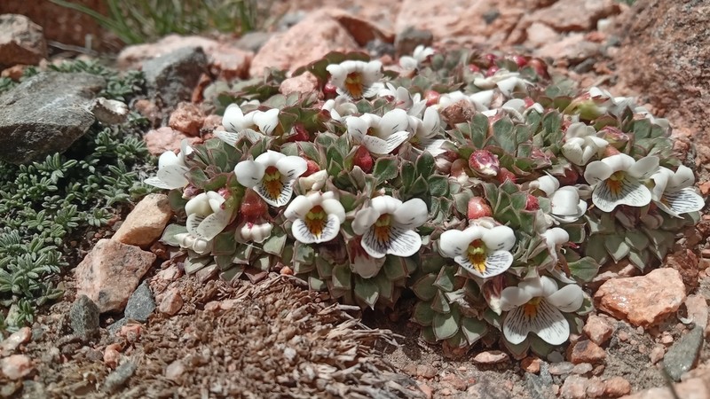 Viola beckeriana photo 2
