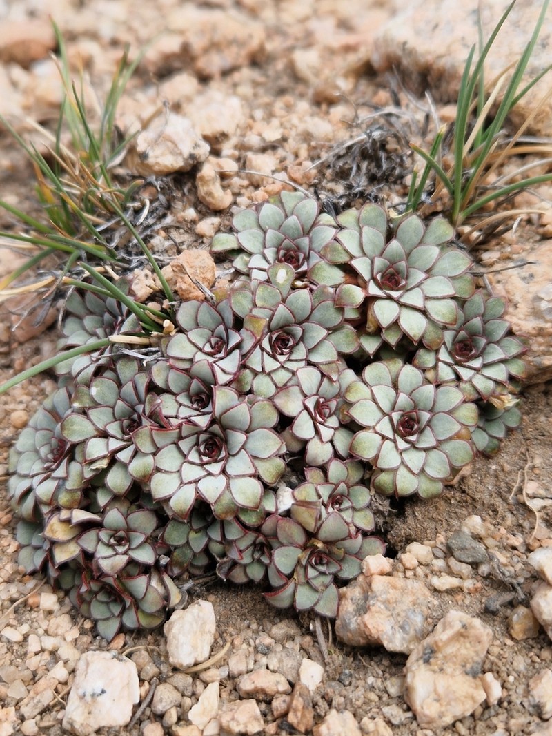Viola beckeriana photo 3