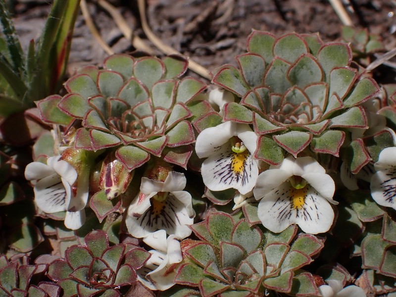 Viola beckeriana photo 5