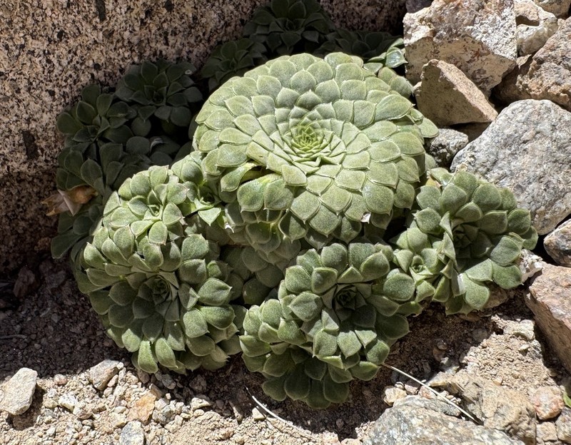 Viola beckeriana photo 6