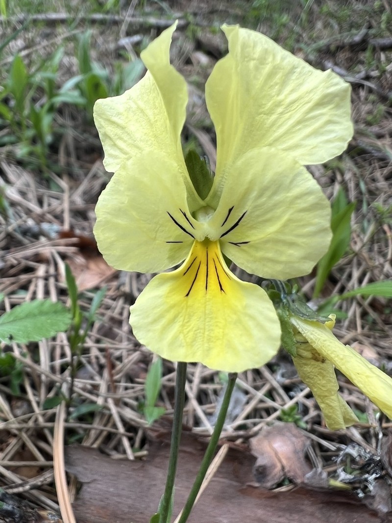 Viola beckiana