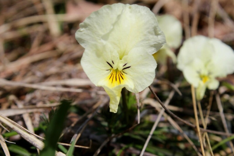 Viola beckiana photo 2