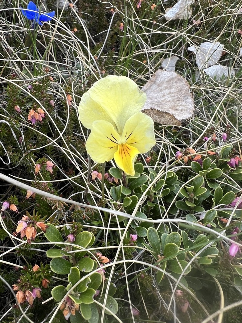 Viola beckiana photo 3