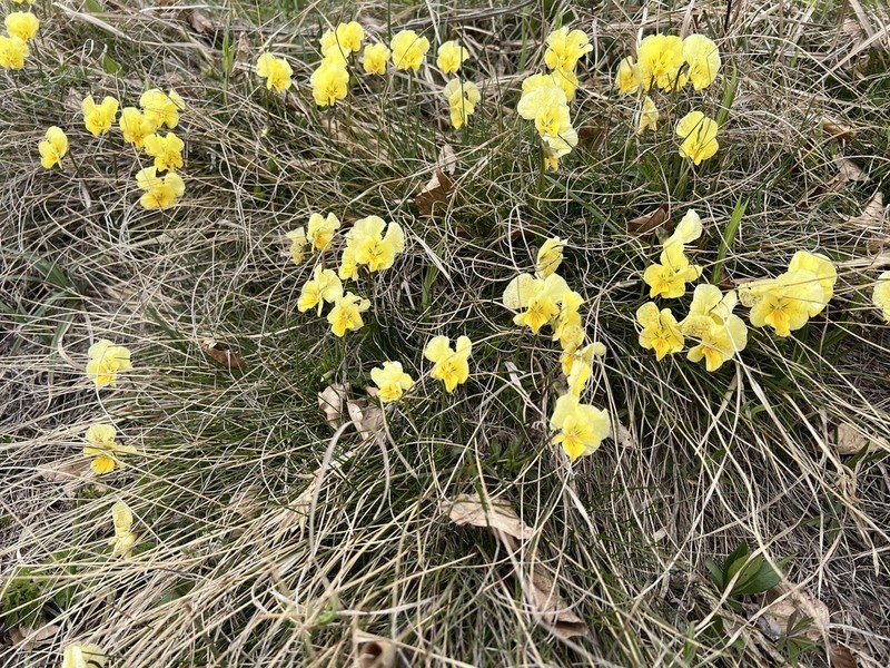 Viola beckiana photo 4