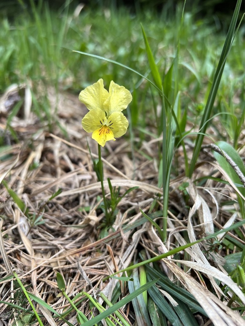 Viola beckiana photo 5