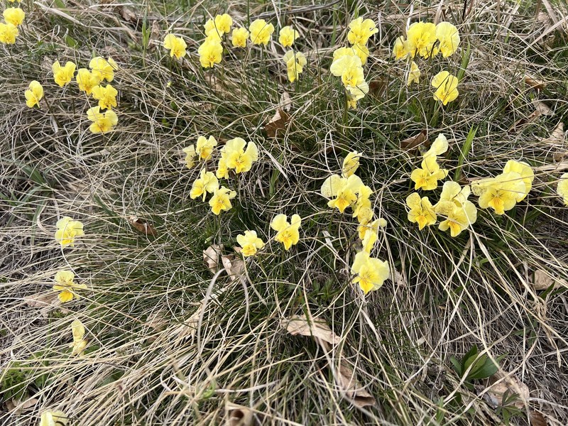 Viola beckiana photo 7