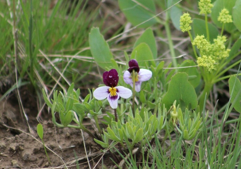 Beckwith's Violet photo 2