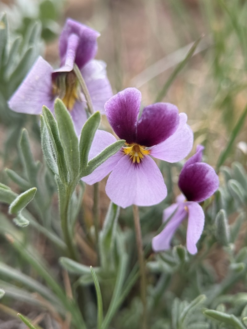 Beckwith's Violet photo 3