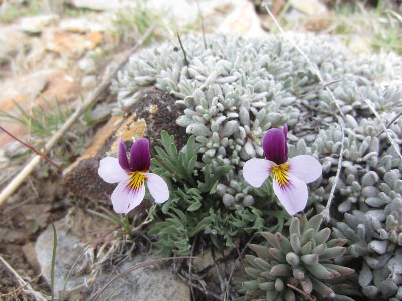Beckwith's Violet photo 4