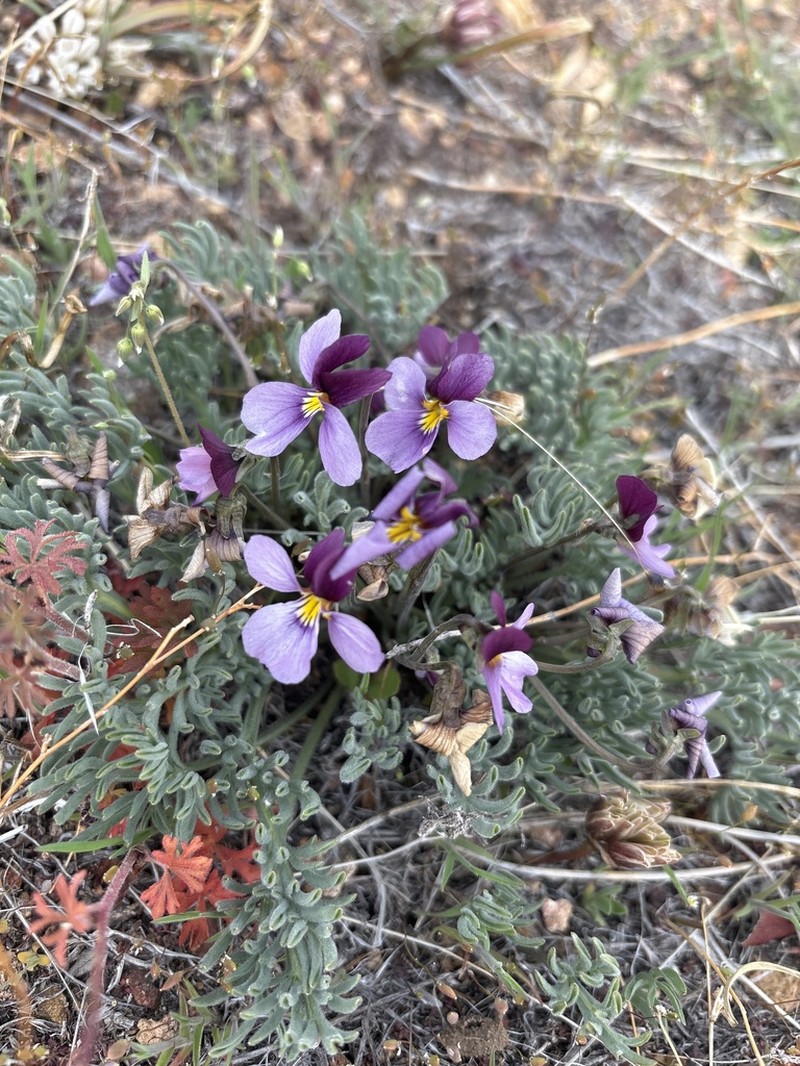 Beckwith's Violet photo 5