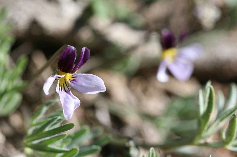 Beckwith's Violet photo 6