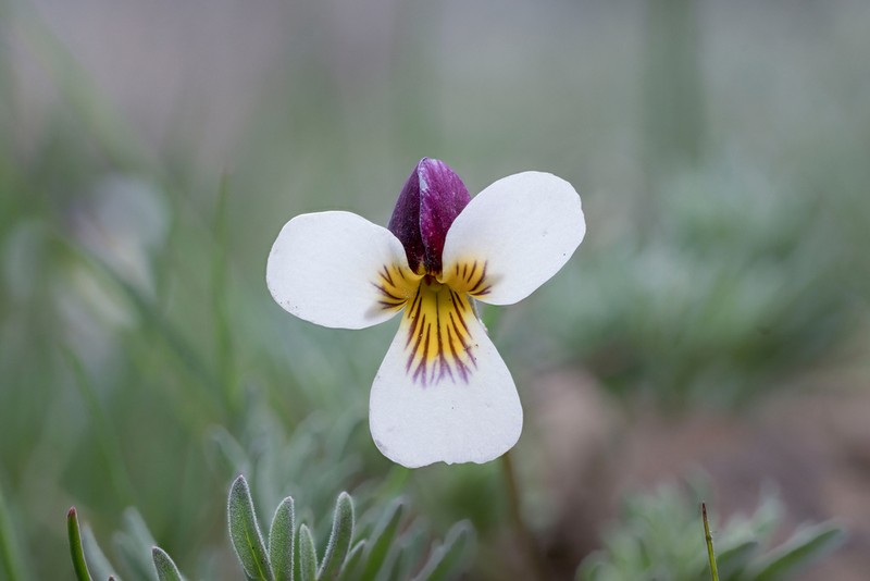 Beckwith's Violet photo 7