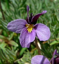 Beckwith's Violet