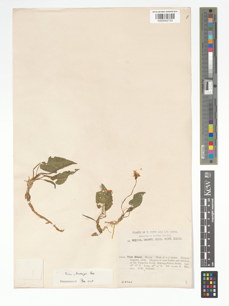 Viola belophylla photo 2