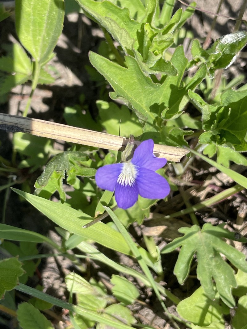 Bernard Violet photo 2