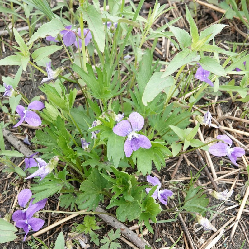 Bernard Violet photo 4