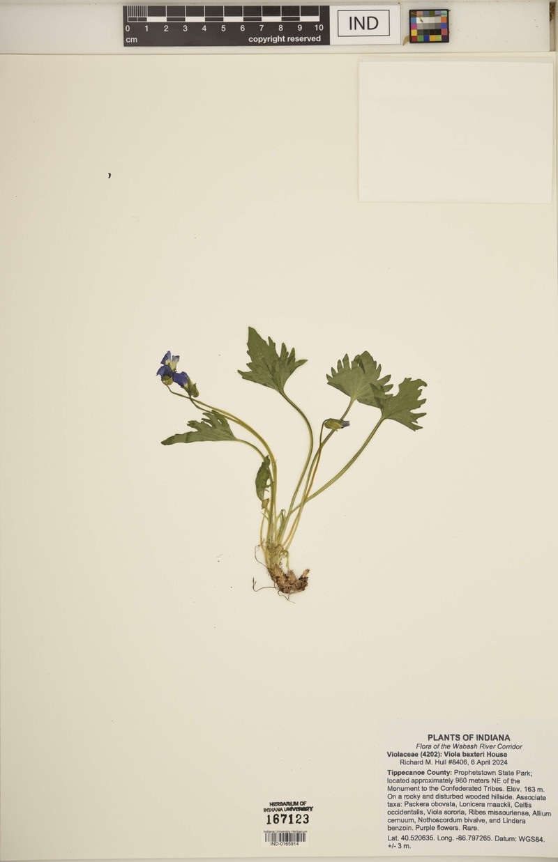 Bernard Violet photo 6