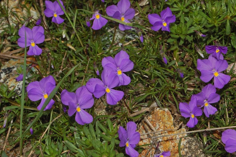 Viola bertolonii