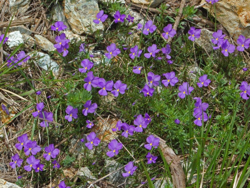 Viola bertolonii photo 2