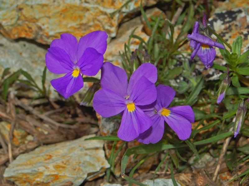 Viola bertolonii photo 3