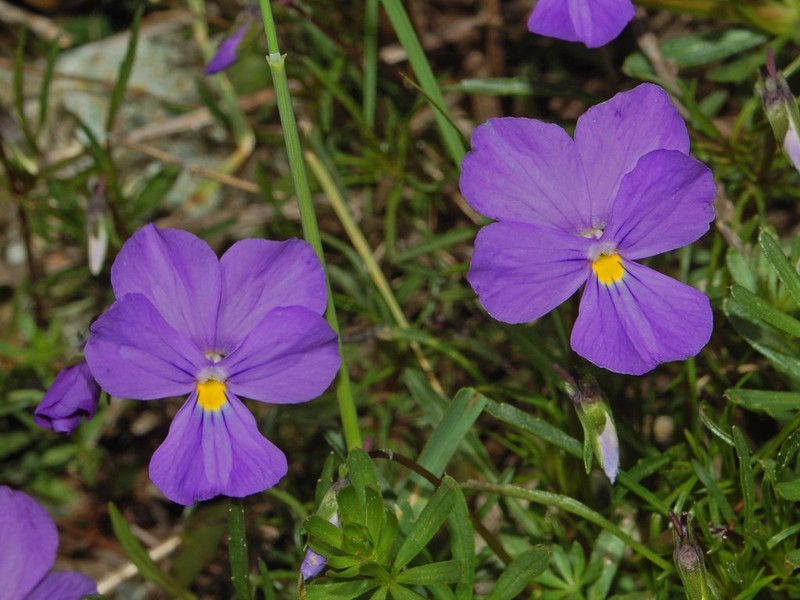 Viola bertolonii photo 4
