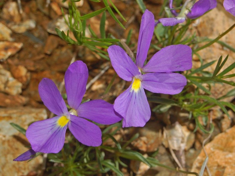 Viola bertolonii photo 5
