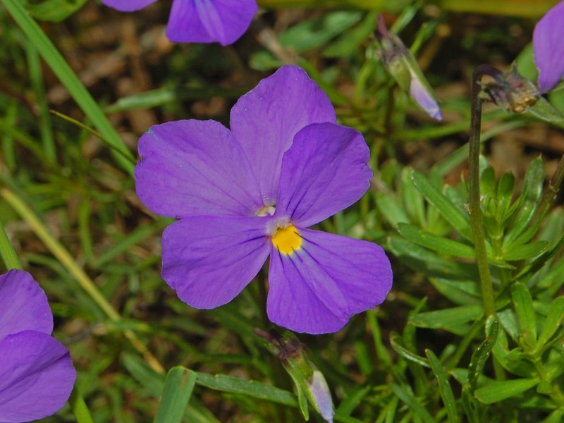 Viola bertolonii photo 6