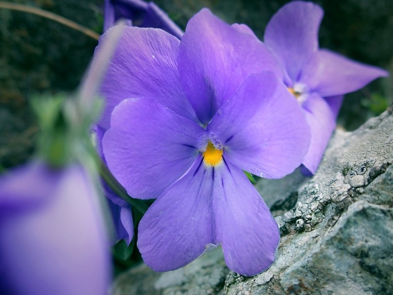 Viola bertolonii photo 7