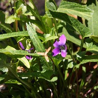 Viola betonicifolia
