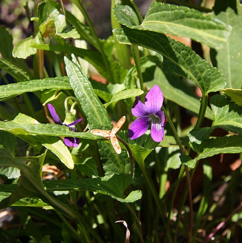 Viola betonicifolia
