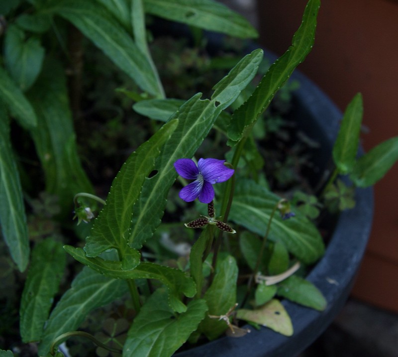 Viola betonicifolia photo 2