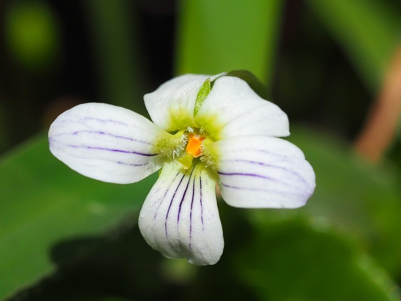 Viola betonicifolia photo 3