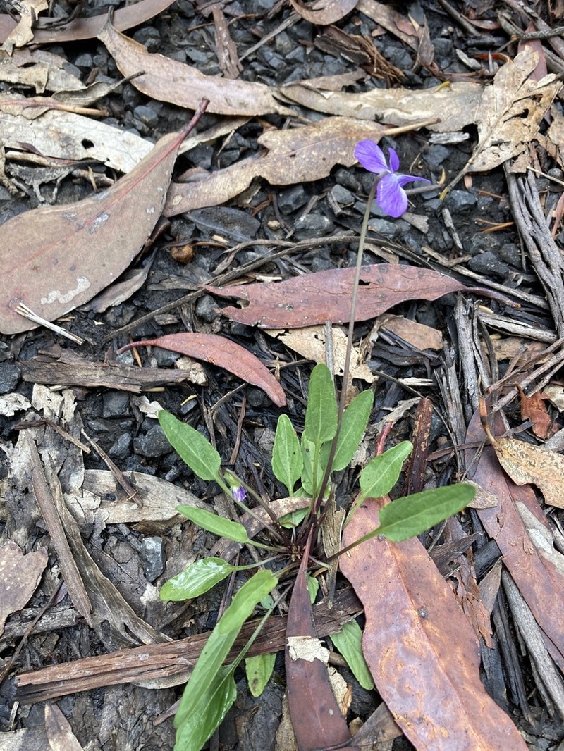 Viola betonicifolia photo 4