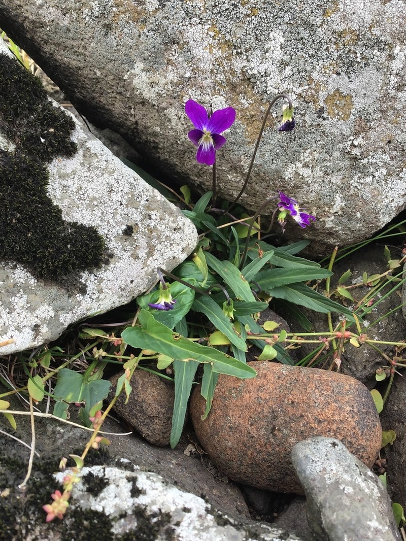 Viola betonicifolia photo 5