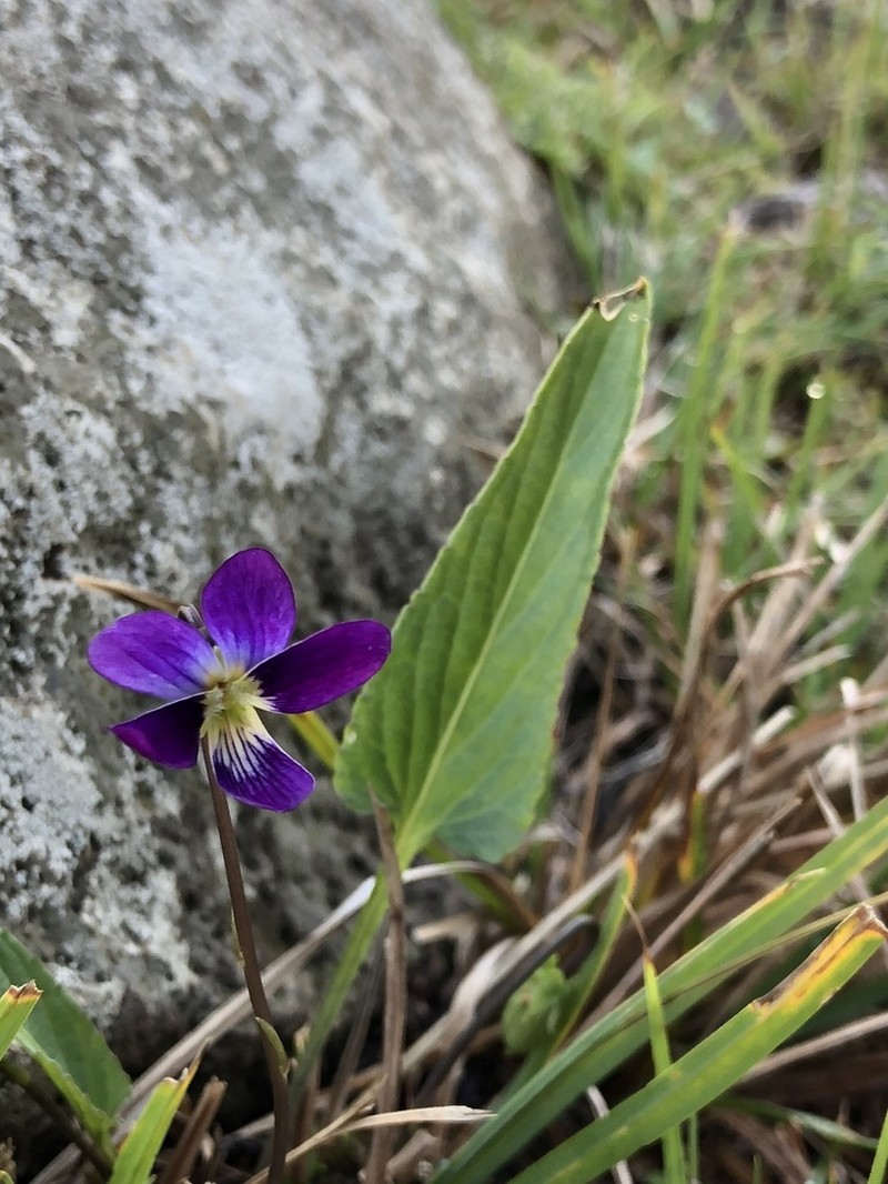 Viola betonicifolia photo 6
