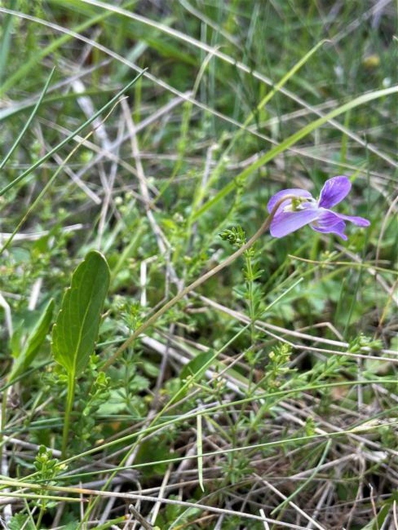 Viola betonicifolia subsp. betonicifolia