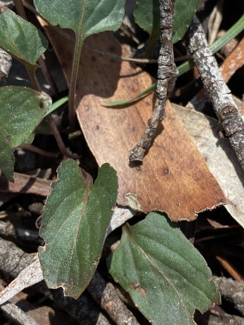 Viola betonicifolia subsp. betonicifolia photo 2