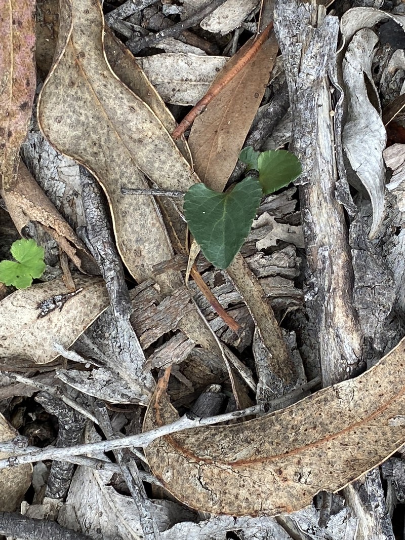 Viola betonicifolia subsp. betonicifolia photo 3