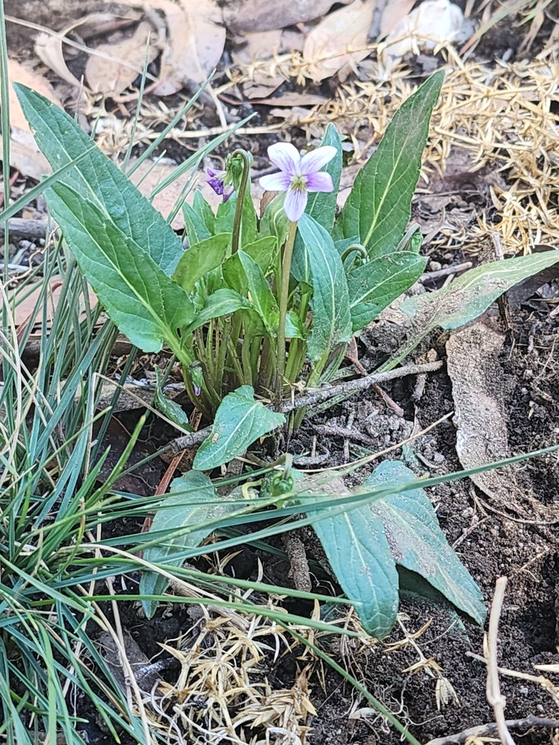 Viola betonicifolia subsp. betonicifolia photo 4