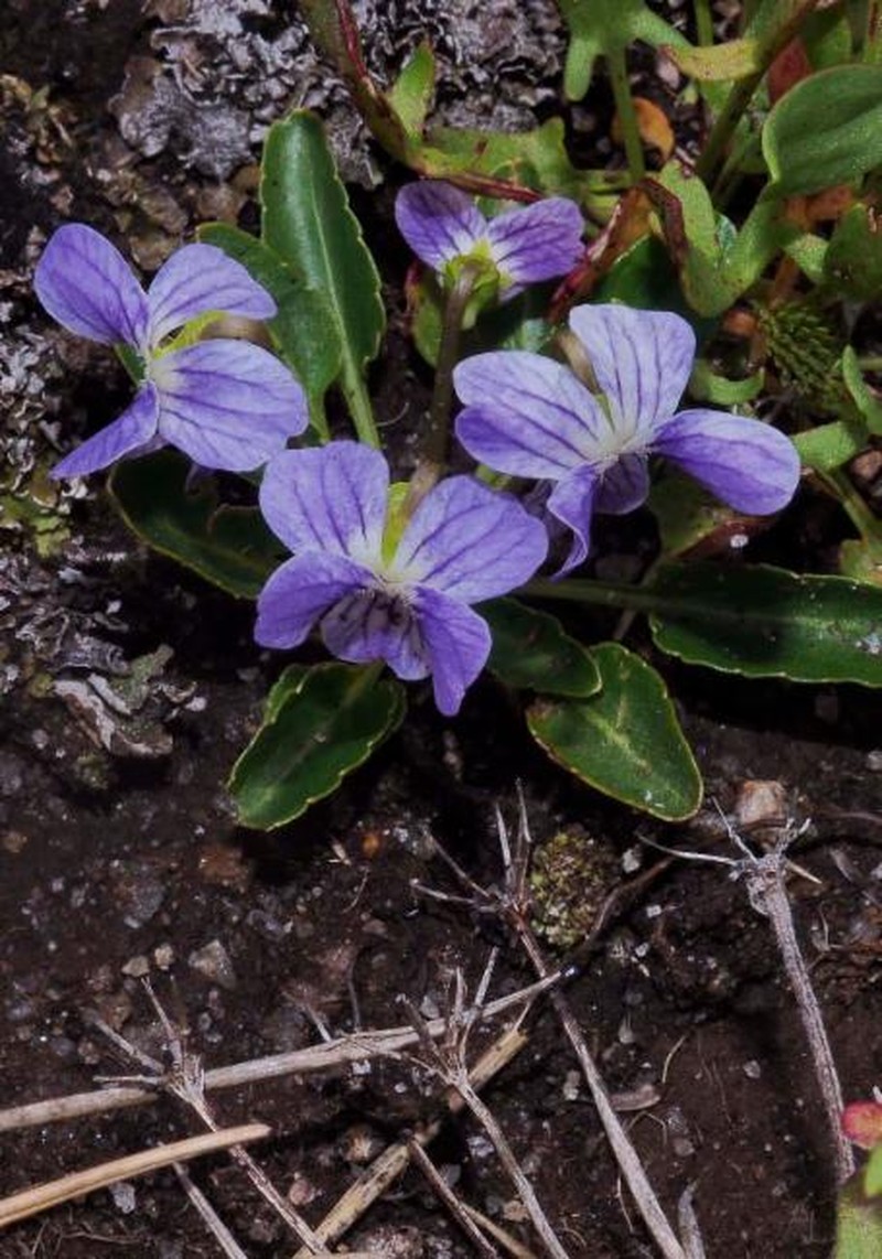 Viola betonicifolia subsp. nova-guineensis