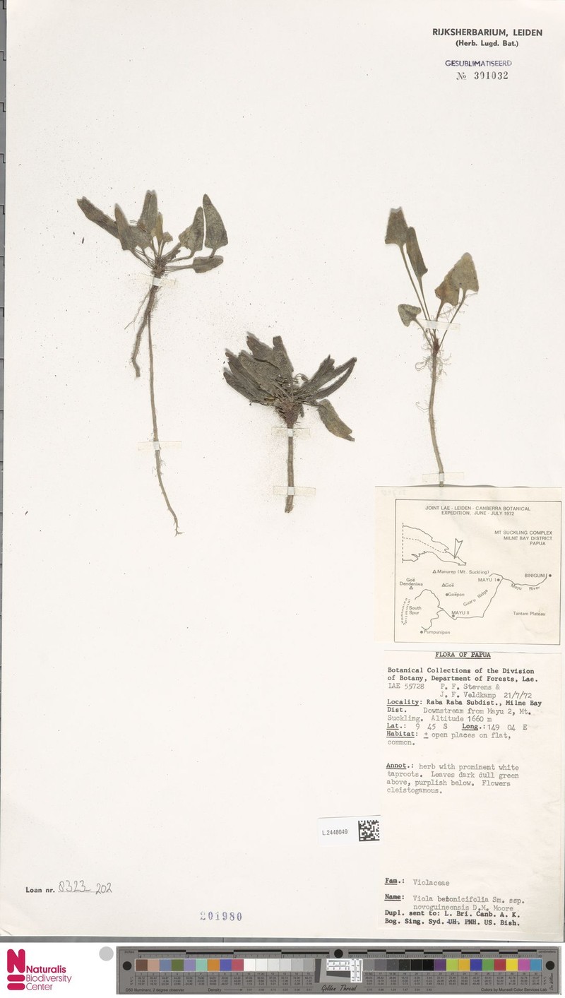 Viola betonicifolia subsp. nova-guineensis photo 2