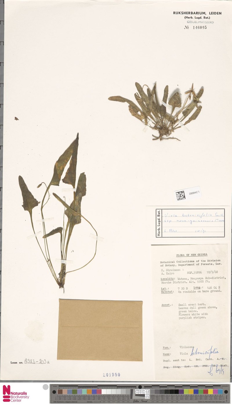 Viola betonicifolia subsp. nova-guineensis photo 4