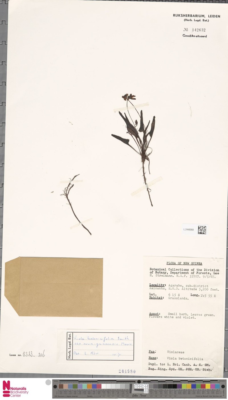 Viola betonicifolia subsp. nova-guineensis photo 5