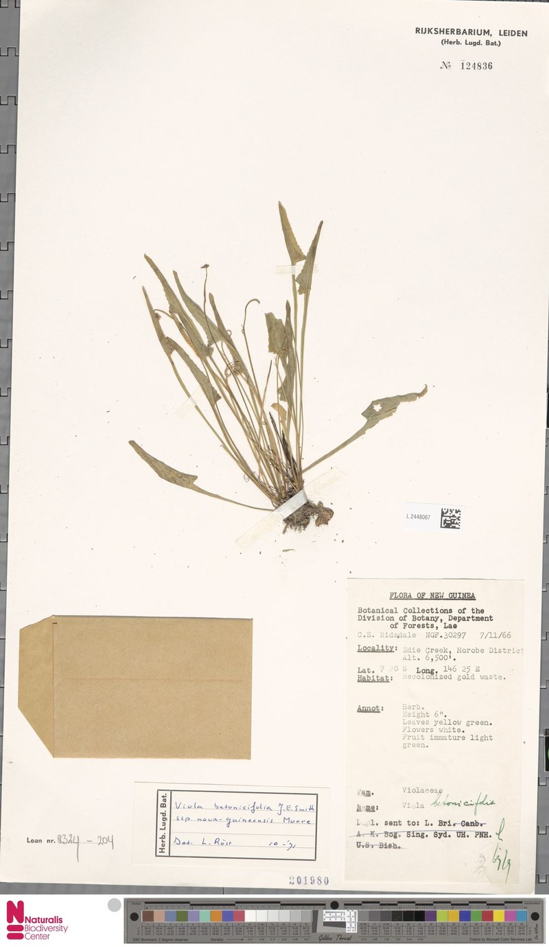 Viola betonicifolia subsp. nova-guineensis photo 6