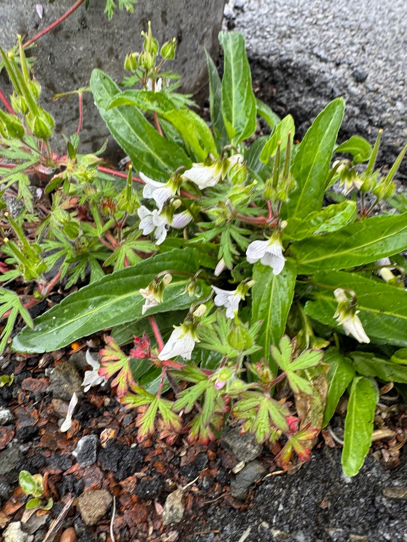Viola betonicifolia var. albescens