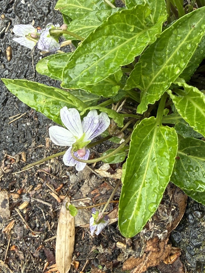 Viola betonicifolia var. albescens photo 2