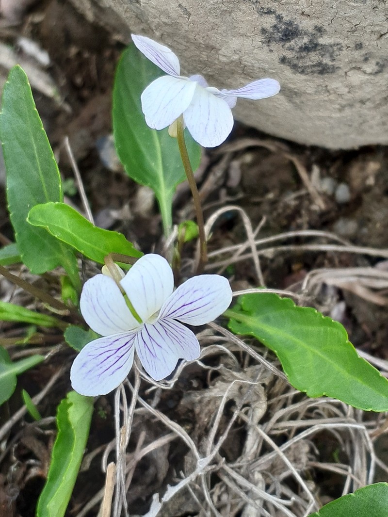 Viola betonicifolia var. albescens photo 3
