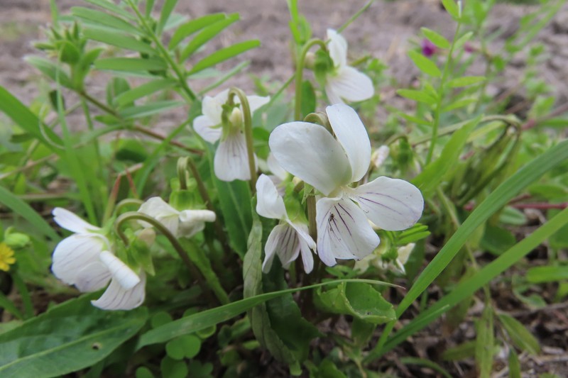 Viola betonicifolia var. albescens photo 4