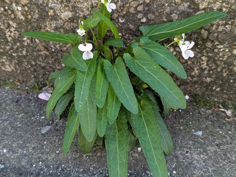 Viola betonicifolia var. albescens photo 5